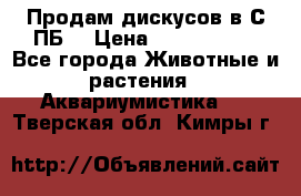 Продам дискусов в С-ПБ. › Цена ­ 3500-4500 - Все города Животные и растения » Аквариумистика   . Тверская обл.,Кимры г.